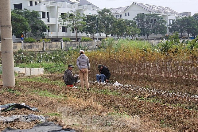 den luot ha noi tam dung phan lo tach thua voi dat nong nghiep