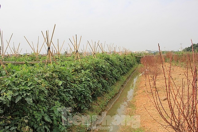 den luot ha noi tam dung phan lo tach thua voi dat nong nghiep