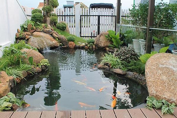 trong cay ngay gan cua va dai ky phong thuy truoc cua nha