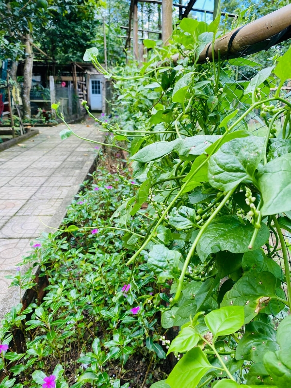 Chốn đi về rộng 6000m2 ở Vũng Tàu của cặp vợ chồng 8X chon di ve rong 6000m2 o vung tau cua cap vo chong 8x