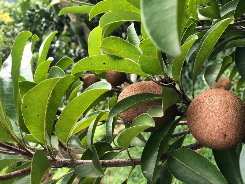 Chốn đi về rộng 6000m2 ở Vũng Tàu của cặp vợ chồng 8X chon di ve rong 6000m2 o vung tau cua cap vo chong 8x