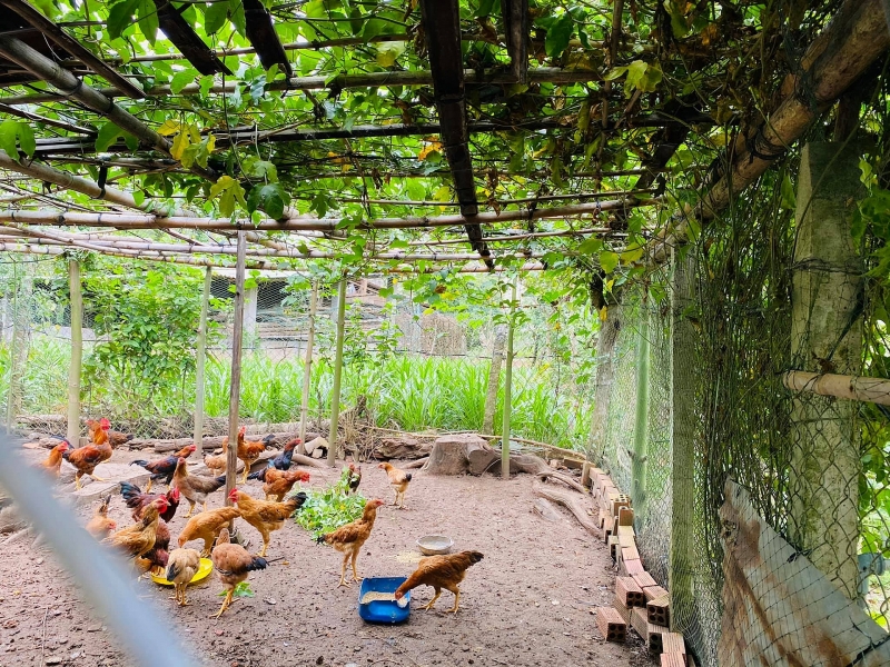 Chốn đi về rộng 6000m2 ở Vũng Tàu của cặp vợ chồng 8X chon di ve rong 6000m2 o vung tau cua cap vo chong 8x