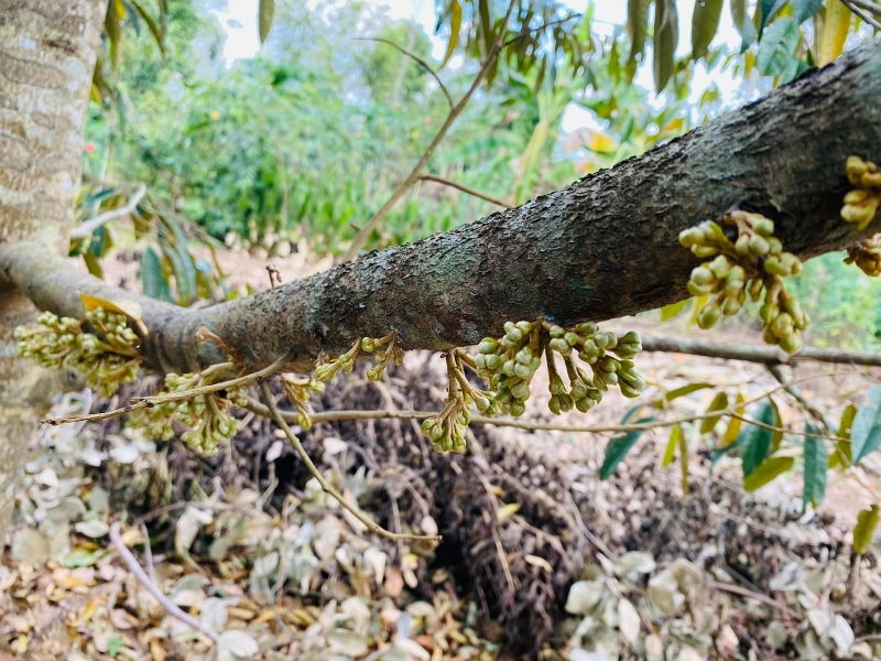 Chốn đi về rộng 6000m2 ở Vũng Tàu của cặp vợ chồng 8X chon di ve rong 6000m2 o vung tau cua cap vo chong 8x