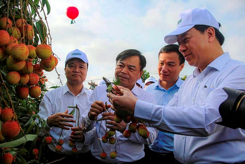 hai duong nhieu giai phap nang cao gia tri qua vai thieu va cac san pham tieu bieu