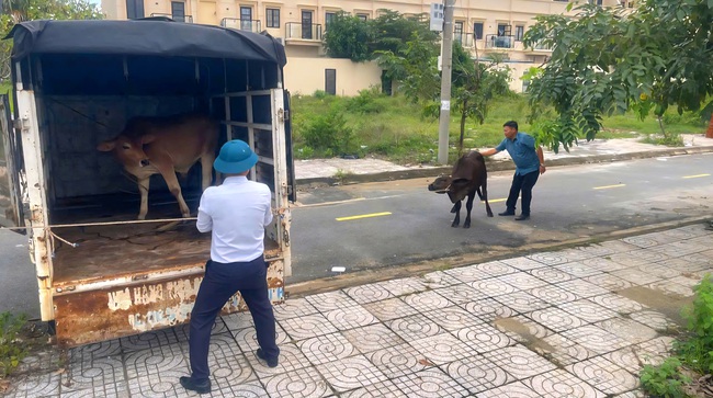 Mức phạt thấp, khó xử lý tình trạng thả rông trâu bò trên đường phố Đà Nẵng- Ảnh 1. Mức phạt thấp, khó xử lý tình trạng thả rông trâu bò trên đường phố Đà Nẵng- Ảnh 1.