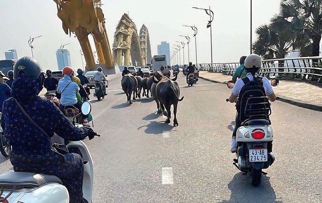 Truy t&igrave;m chủ đ&agrave;n tr&acirc;u thả r&ocirc;ng g&acirc;y n&aacute;o loạn nhiều tuyến đường trung t&acirc;m Đ&agrave; Nẵng- Ảnh 1.