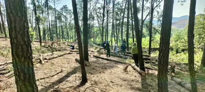 Lợi dụng tận thu để phá rừng thông ở Nghệ An: Đủ căn cứ sẽ chuyển hồ sơ sang công an- Ảnh 5.