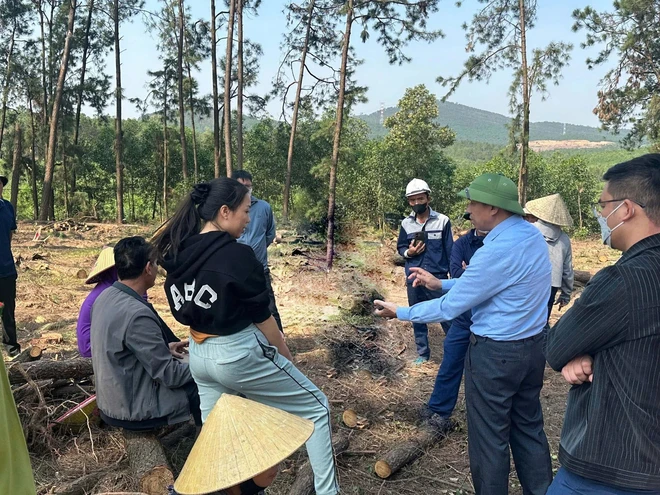 Lợi dụng tận thu để phá rừng thông ở Nghệ An: Đủ căn cứ sẽ chuyển hồ sơ sang công an- Ảnh 2.