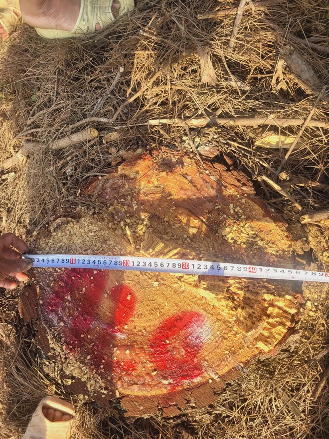 Lợi dụng tận thu để phá rừng thông ở Nghệ An: Đủ căn cứ sẽ chuyển hồ sơ sang công an- Ảnh 3.