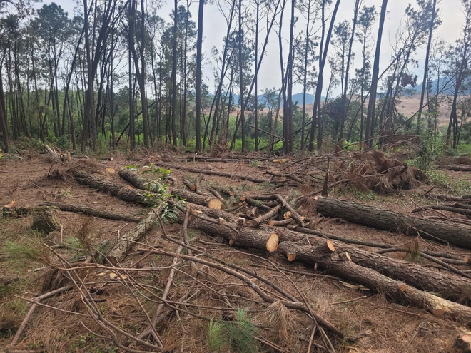 Lợi dụng tận thu để phá rừng thông ở Nghệ An: Đủ căn cứ sẽ chuyển hồ sơ sang công an- Ảnh 4.