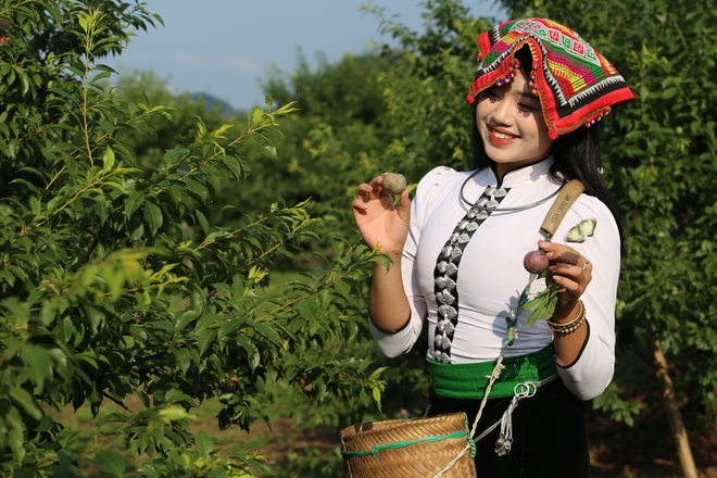 Du khách thích thú vào vườn hái mận đầu mùa ở Mộc Châu- Ảnh 4. Du khách thích thú vào vườn hái mận đầu mùa ở Mộc Châu- Ảnh 4.