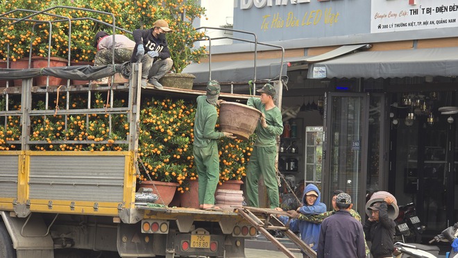 Quất Tết Hội An được gi&aacute;, "phủ s&oacute;ng" khắp miền Trung- Ảnh 6.