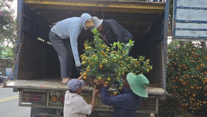 Quất Tết Hội An được gi&aacute;, "phủ s&oacute;ng" khắp miền Trung- Ảnh 11.