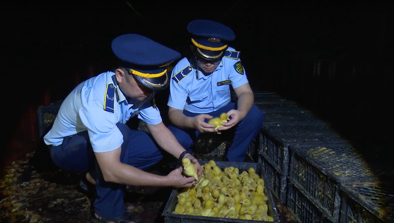 Áp lực ngành chăn nuôi do gia cầm “4 không” tràn lan - Ảnh 3. Áp lực ngành chăn nuôi do gia cầm “4 không” tràn lan - Ảnh 3.