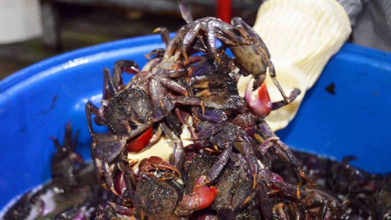 C&agrave; Mau: Bảo tồn v&agrave; ph&aacute;t huy gi&aacute; trị di sản văn h&oacute;a d&acirc;n tộc - Ảnh 2.