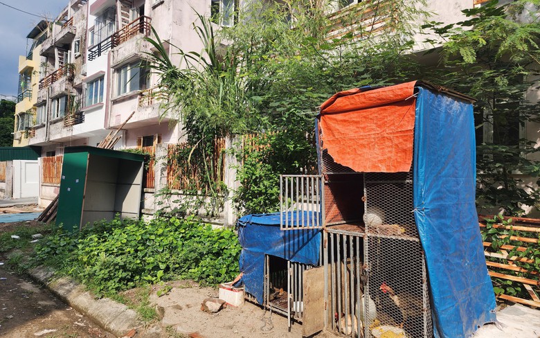 Khu đ&ocirc; thị triệu USD nhếch nh&aacute;c, trở th&agrave;nh nơi nu&ocirc;i g&agrave;