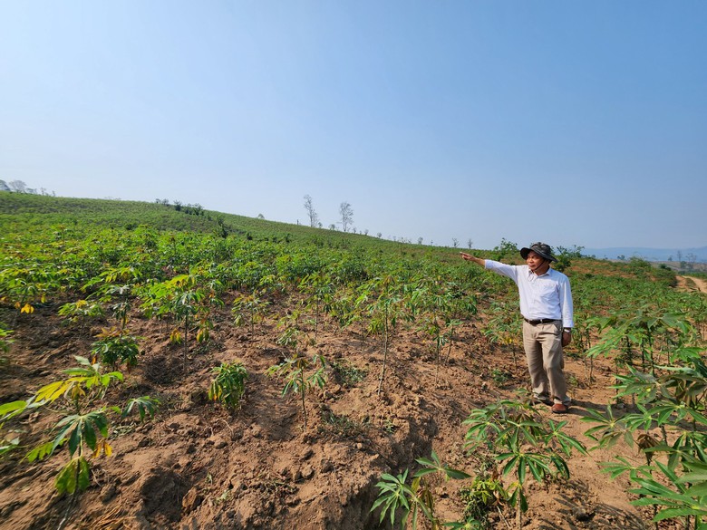 Tin mới vụ ph&aacute; rừng, chiếm 30ha đất hy hữu ở Quảng Trị - Ảnh 1.