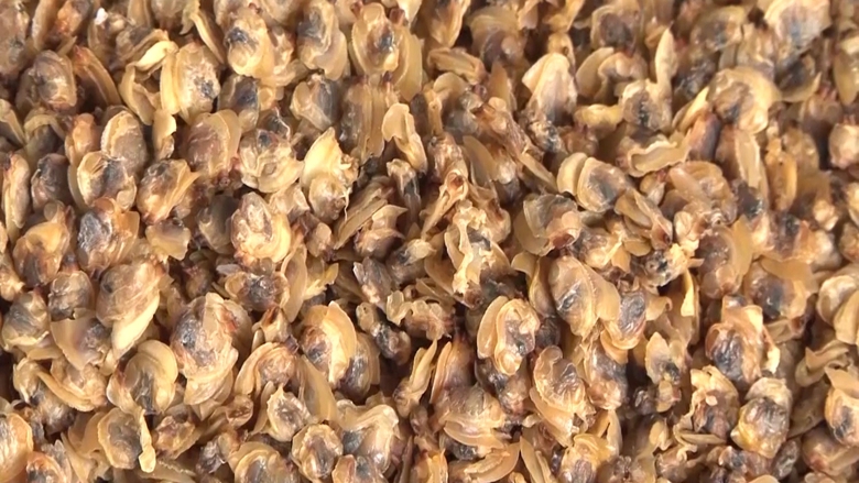 Lạ miệng với sản phẩm nghêu khô ở Đất Mũi - Ảnh 1. Lạ miệng với sản phẩm nghêu khô ở Đất Mũi - Ảnh 1.