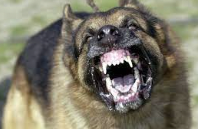 Đồng Nai: Hai ch&aacute;u b&eacute; bị ch&oacute; dại cắn - Ảnh 1.