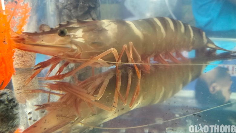 Du kh&aacute;ch th&iacute;ch th&uacute; tận thấy t&ocirc;m s&uacute; sống "khổng lồ" tại Festival T&ocirc;m C&agrave; Mau - Ảnh 1.