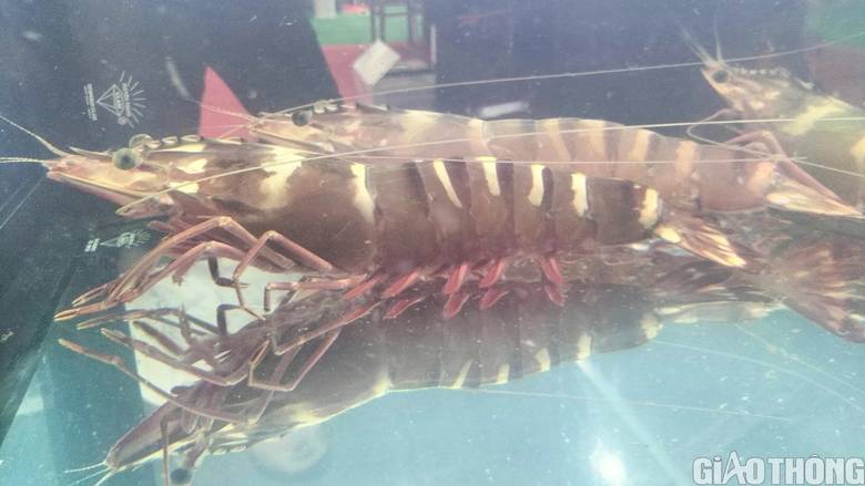 Du kh&aacute;ch th&iacute;ch th&uacute; tận thấy t&ocirc;m s&uacute; sống "khổng lồ" tại Festival T&ocirc;m C&agrave; Mau - Ảnh 2.