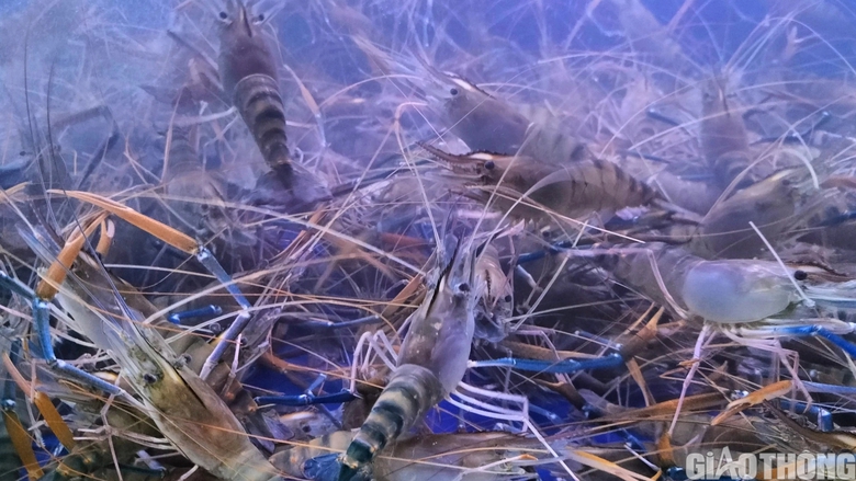 Du kh&aacute;ch th&iacute;ch th&uacute; tận thấy t&ocirc;m s&uacute; sống "khổng lồ" tại Festival T&ocirc;m C&agrave; Mau - Ảnh 4.