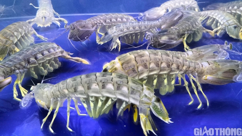 Du kh&aacute;ch th&iacute;ch th&uacute; tận thấy t&ocirc;m s&uacute; sống "khổng lồ" tại Festival T&ocirc;m C&agrave; Mau - Ảnh 5.