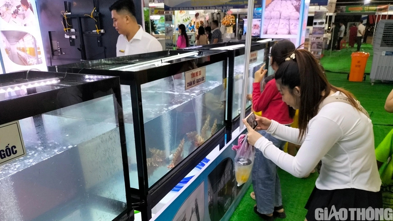 Du kh&aacute;ch th&iacute;ch th&uacute; tận thấy t&ocirc;m s&uacute; sống "khổng lồ" tại Festival T&ocirc;m C&agrave; Mau - Ảnh 6.