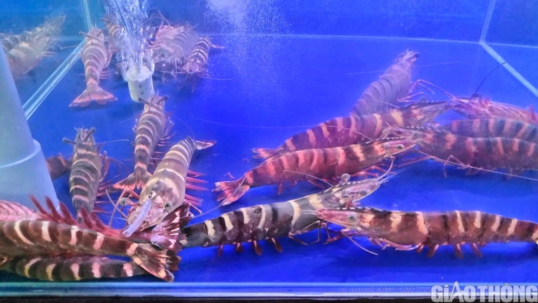 Du kh&aacute;ch th&iacute;ch th&uacute; tận thấy t&ocirc;m s&uacute; sống "khổng lồ" tại Festival T&ocirc;m C&agrave; Mau - Ảnh 8.