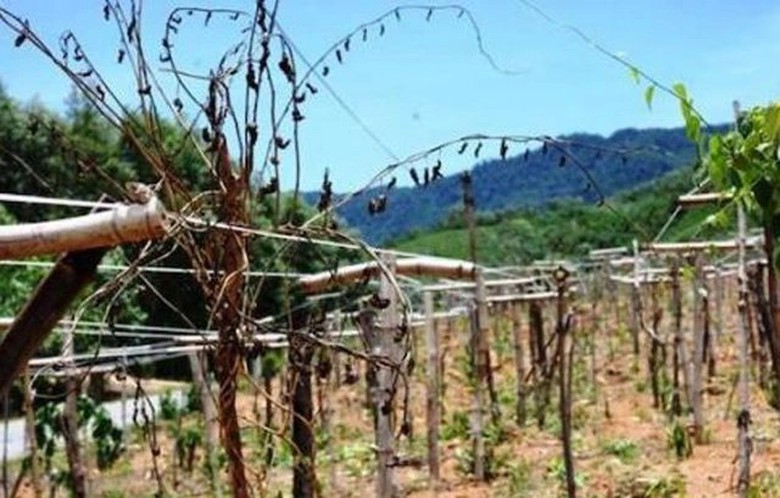 Gi&aacute;m đốc Sở Khoa học v&agrave; c&ocirc;ng nghệ Quảng Ng&atilde;i sai phạm những g&igrave;? - Ảnh 1.