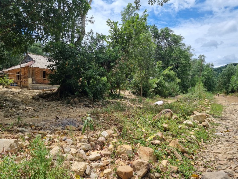 B&igrave;nh Định: "Hạ s&aacute;t" rừng ph&ograve;ng hộ để mở đường l&ecirc;n khu vực khai th&aacute;c gỗ - Ảnh 3.