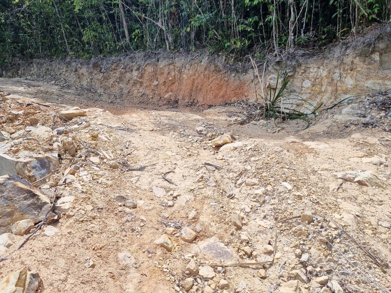 B&igrave;nh Định: "Hạ s&aacute;t" rừng ph&ograve;ng hộ để mở đường l&ecirc;n khu vực khai th&aacute;c gỗ - Ảnh 5.