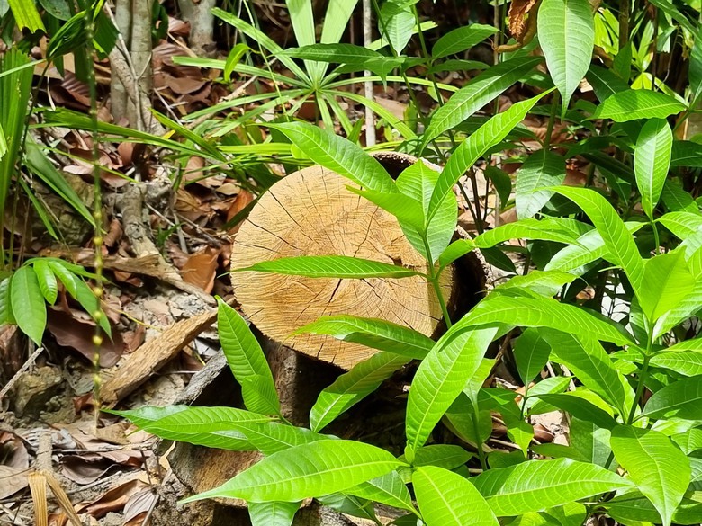 B&igrave;nh Định: "Hạ s&aacute;t" rừng ph&ograve;ng hộ để mở đường l&ecirc;n khu vực khai th&aacute;c gỗ - Ảnh 9.