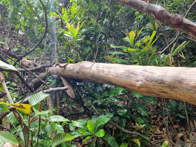 B&igrave;nh Định: "Hạ s&aacute;t" rừng ph&ograve;ng hộ để mở đường l&ecirc;n khu vực khai th&aacute;c gỗ - Ảnh 8.