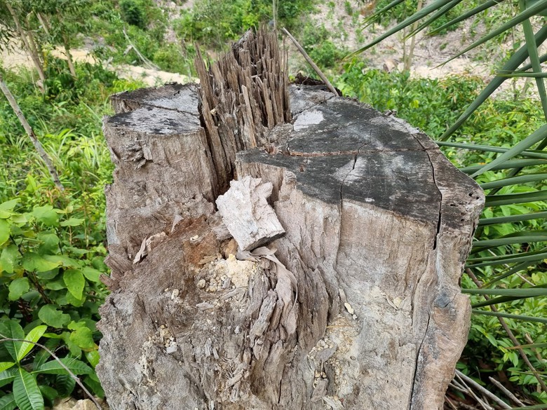 B&igrave;nh Định: "Hạ s&aacute;t" rừng ph&ograve;ng hộ để mở đường l&ecirc;n khu vực khai th&aacute;c gỗ - Ảnh 10.