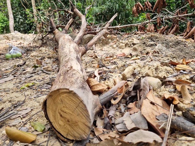 B&igrave;nh Định: "Hạ s&aacute;t" rừng ph&ograve;ng hộ để mở đường l&ecirc;n khu vực khai th&aacute;c gỗ - Ảnh 4.