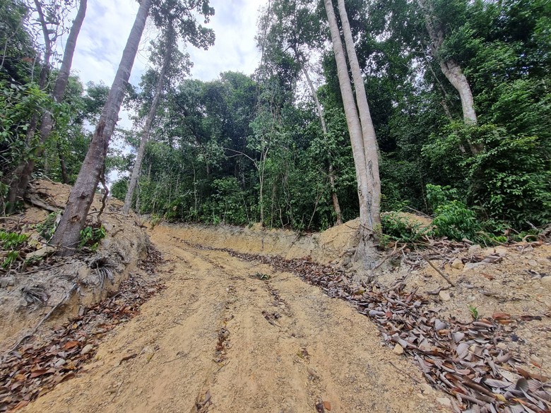 B&igrave;nh Định: "Hạ s&aacute;t" rừng ph&ograve;ng hộ để mở đường l&ecirc;n khu vực khai th&aacute;c gỗ - Ảnh 1.