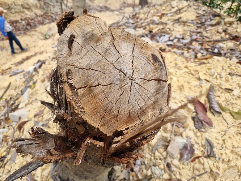 B&igrave;nh Định: "Hạ s&aacute;t" rừng ph&ograve;ng hộ để mở đường l&ecirc;n khu vực khai th&aacute;c gỗ - Ảnh 2.