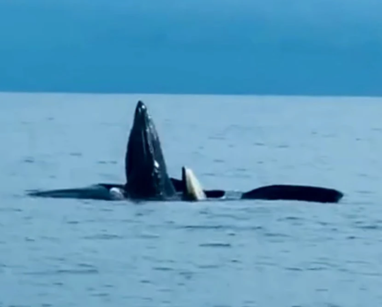 Ngỡ ng&agrave;ng clip đ&agrave;n c&aacute; voi nặng cả tấn trồi tr&ecirc;n mặt biển n&ocirc; đ&ugrave;a ở huyện đảo C&ocirc; T&ocirc; - Ảnh 1.