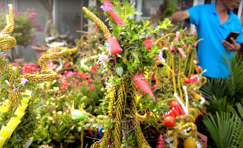 H&agrave;ng ngh&igrave;n chậu mai Cẩm T&uacute; h&igrave;nh long phụng gi&aacute; 150.000 đồng chờ kh&aacute;ch rước về đ&oacute;n Tết- Ảnh 2.