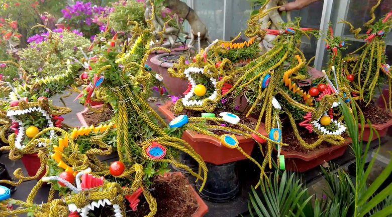 H&agrave;ng ngh&igrave;n chậu mai Cẩm T&uacute; h&igrave;nh long phụng gi&aacute; 150.000 đồng chờ kh&aacute;ch rước về đ&oacute;n Tết- Ảnh 4.