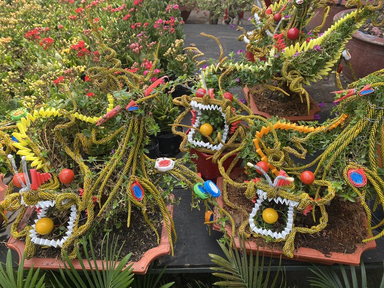 H&agrave;ng ngh&igrave;n chậu mai Cẩm T&uacute; h&igrave;nh long phụng gi&aacute; 150.000 đồng chờ kh&aacute;ch rước về đ&oacute;n Tết- Ảnh 1.