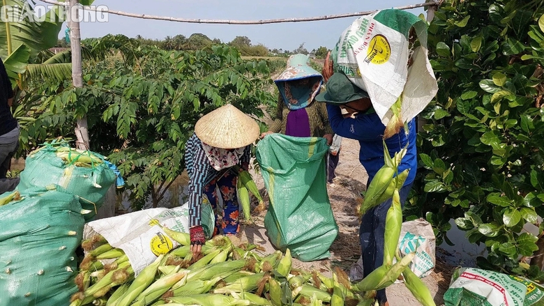 N&ocirc;ng d&acirc;n Bạc Li&ecirc;u tr&uacute;ng m&ugrave;a bắp, hứa hẹn đ&oacute;n Tết sung t&uacute;c, ấm no- Ảnh 1.