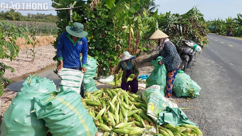 N&ocirc;ng d&acirc;n Bạc Li&ecirc;u tr&uacute;ng m&ugrave;a bắp, hứa hẹn đ&oacute;n Tết sung t&uacute;c, ấm no- Ảnh 2.