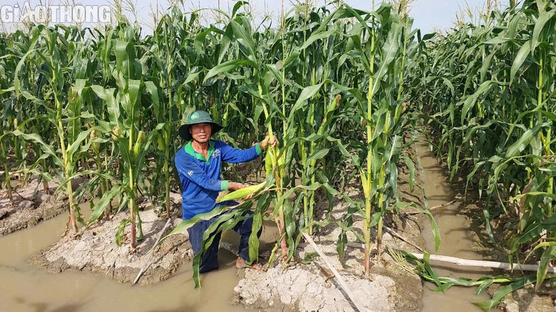 N&ocirc;ng d&acirc;n Bạc Li&ecirc;u tr&uacute;ng m&ugrave;a bắp, hứa hẹn đ&oacute;n Tết sung t&uacute;c, ấm no- Ảnh 4.
