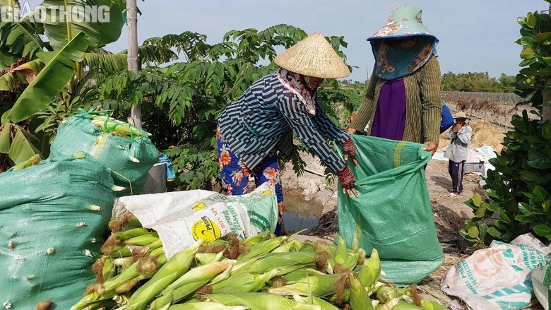 N&ocirc;ng d&acirc;n Bạc Li&ecirc;u tr&uacute;ng m&ugrave;a bắp, hứa hẹn đ&oacute;n Tết sung t&uacute;c, ấm no- Ảnh 5.