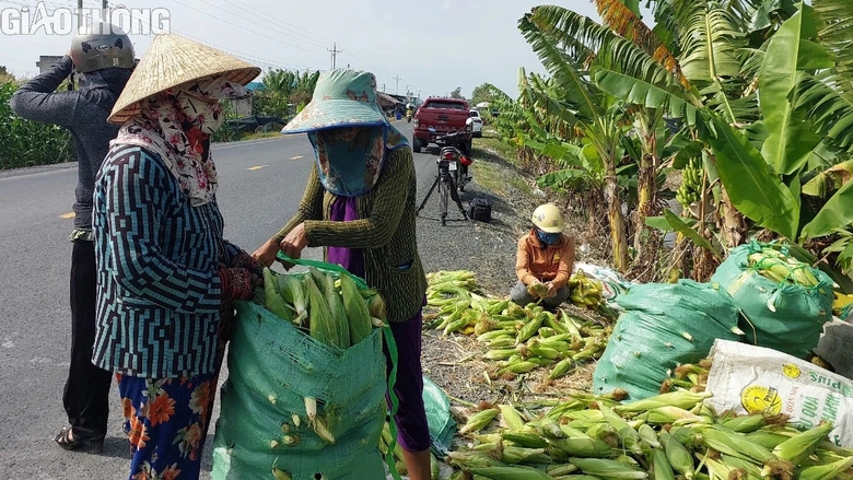 N&ocirc;ng d&acirc;n Bạc Li&ecirc;u tr&uacute;ng m&ugrave;a bắp, hứa hẹn đ&oacute;n Tết sung t&uacute;c, ấm no- Ảnh 6.