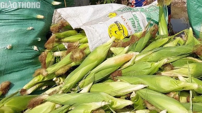 N&ocirc;ng d&acirc;n Bạc Li&ecirc;u tr&uacute;ng m&ugrave;a bắp, hứa hẹn đ&oacute;n Tết sung t&uacute;c, ấm no- Ảnh 10.