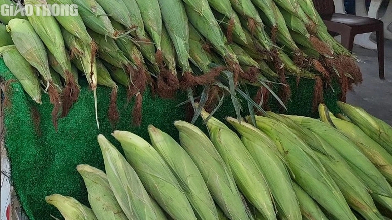 N&ocirc;ng d&acirc;n Bạc Li&ecirc;u tr&uacute;ng m&ugrave;a bắp, hứa hẹn đ&oacute;n Tết sung t&uacute;c, ấm no- Ảnh 11.