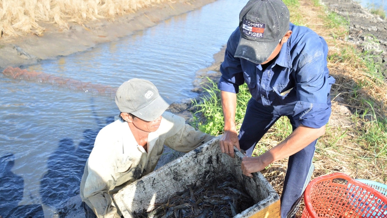 Nông dân Bạc Liêu tất bật thu hoạch tôm càng xanh đón Tết- Ảnh 8. Nông dân Bạc Liêu tất bật thu hoạch tôm càng xanh đón Tết- Ảnh 8.